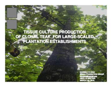 Tissue culture production of clonal teak for large-scaled plantation establishments