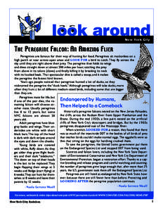 look around  THE PEREGRINE FALCON: AN AMAZING FLIER New York City