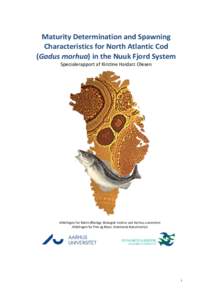 Maturity Determination and Spawning  Characteristics for North Atlantic Cod  (Gadus morhua) in the Nuuk Fjord System  Specialerapport af Kirstine Haidarz Olesen    