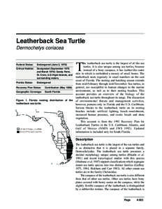 Leatherback Sea Turtle Dermochelys coriacea