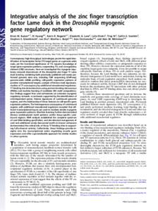 Integrative analysis of the zinc ﬁnger transcription factor Lame duck in the Drosophila myogenic gene regulatory network Brian W. Bussera,1, Di Huangb,1, Kevin R. Rogackia,1, Elizabeth A. Lanea, Leila Shokric, Ting Nia