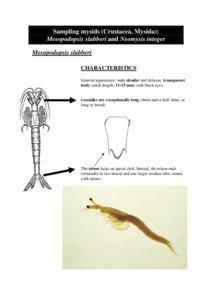Sampling of mysids (Crustacea, Mysida): Mesopodopsis slabberi and Neomysis integer