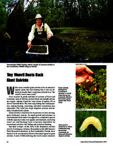 PEGGY GREB (K11415-1)  PEGGY GREB (K11420-1) Entomologist Philip Tipping collects samples of common salvinia at the Loxahatchee wildlife refuge in Florida.