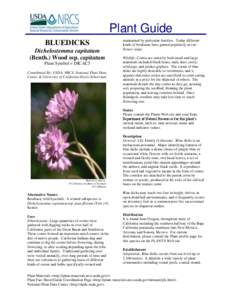 Dichelostemma capitatum / Plant reproduction / Corm / Dichelostemma / Amaryllidoideae / Seed / Medicinal plants / Flora of the United States / Botany / Flora of North America