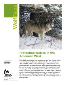 Wolves / Yellowstone National Park / Conservation in the United States / Wolf reintroduction / Gray wolf / Wolf hunting / Wolf / Red wolf / Endangered Species Act / Zoology / Biology / Environment of the United States