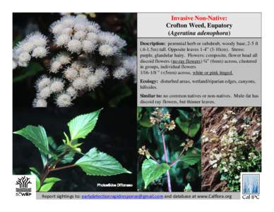 Invasive Non-Native: Crofton Weed, Eupatory (Ageratina adenophora) Description: perennial herb or subshrub, woody base, 2-5 ft5m) tall. Opposite leaves 1-4” (3-10cm). Stems: purple, glandular hairy. Flowers: com
