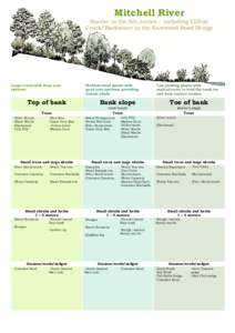 Ecological restoration / Environmental soil science / Habitats / Rivers / Water streams / Revegetation / Riparian zone / Herbicide / Cassinia / Environment / Systems ecology / Earth