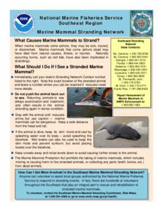 National Marine Fisheries Service Southeast Region Marine Mammal Stranding Network What Causes Marine Mammals to Strand? When marine mammals come ashore, they may be sick, injured, or disoriented. Marine mammals that com