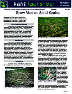 Snow Mold on Small Grains
