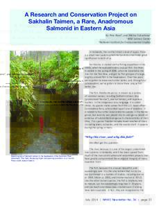 A Research and Conservation Project on Sakhalin Taimen, a Rare, Anadromous Salmonid in Eastern Asia By Pete Rand1, and Michio Fukushima2 1 Wild Salmon Center