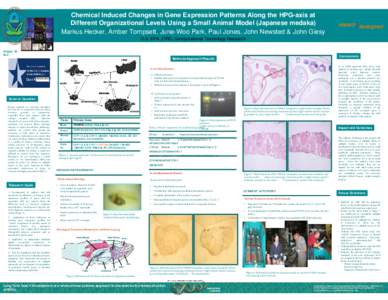 EC 1.1.1 / Cytoskeleton / Estrogen receptor / Gene expression profiling / Gene expression / In situ hybridization / 3-beta-HSD / Actin / Hormone / Biology / Activin and inhibin / Reproductive system