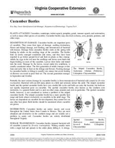 Cucumber Beetles Eric Day, Insect Identification Lab Manager, Department of Entomology, Virginia Tech PLANTS ATTACKED: Cucumber, cantaloupe, winter squash, pumpkin, gourd, summer squash, and watermelon, as well as many o