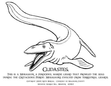 Clidastes:  This is a Mosasaur, a ferocious, marine lizard that prowled the seas during the Cretaceous Period. Mosasaurs evolved from terrestrial lizards. Copyright 2004, Keith Berdak - Courtesy of Bollinger County Museu