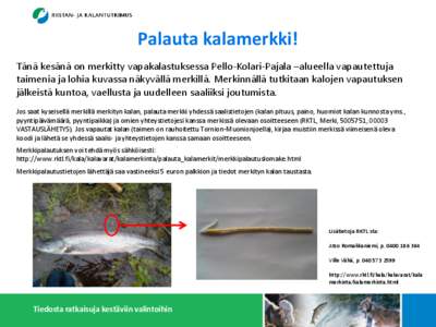 Palauta kalamerkki! Tänä kesänä on merkitty vapakalastuksessa Pello-Kolari-Pajala –alueella vapautettuja taimenia ja lohia kuvassa näkyvällä merkillä. Merkinnällä tutkitaan kalojen vapautuksen jälkeistä kun