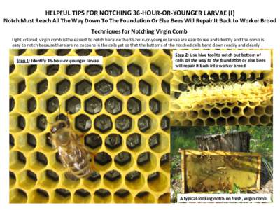 HELPFUL	
  TIPS	
  FOR	
  NOTCHING	
  36-­‐HOUR-­‐OR-­‐YOUNGER	
  LARVAE	
  (I)	
    Notch	
  Must	
  Reach	
  All	
  The	
  Way	
  Down	
  To	
  The	
  FoundaHon	
  Or	
  Else	
  Bees	
  Wil