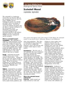 scaleshell fact sheet aug 2004.p65