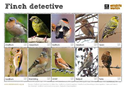 Finch detective  Chaffinch Greenfinch