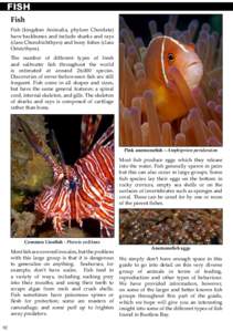 Apogon / Amblyglyphidodon / False pipefish / Ring-tailed cardinalfish / Coral reef / Orange clownfish / Hawkfish / Ornate ghost pipefish / Pomacentridae / Fish / Perciformes / Apogonidae