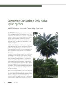 Fall14_Conserving Our Nation’s Only Native Cycad Species