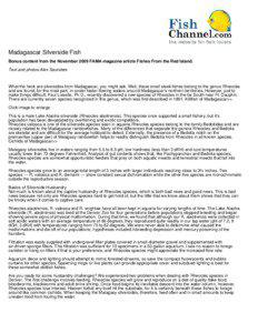 Madagascar Silverside Fish Bonus content from the November 2009 FAMA magazine article Fishes From the Red Island. Text and photos Alex Saunders