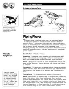 Birds of North America / Piping Plover / Fauna of the United States / Plover / Mountain Plover / Snowy Plover / Shorebirds / Charadrius / Ornithology