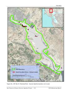 FIGURES  Figure 24a. ISP Site 24: Petaluma River. Invasive Spartina locations; not to scale. San Francisco Estuary Invasive Spartina Project