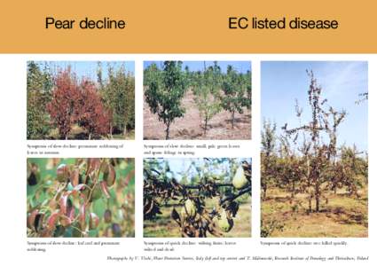 Pear decline  EC listed disease Symptoms of slow decline: premature reddening of leaves in autumn.