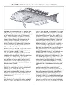 TILEFISH / Lopholatilus chamaeleonticeps Goode and Bean[removed]Bigelow and Schroeder 1953:[removed]Description. Body compressed, deep (Fig[removed]Head large, mouth wide, jaws with large conical teeth and inner rows of sm