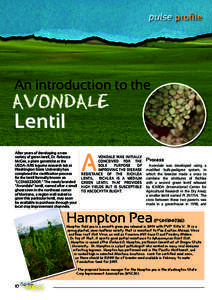 pulse profile  An introduction to the AVONDALE Lentil