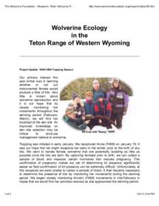 The Wolverine Foundation - Research, Teton Wolverine P...  http://www.wolverinefoundation.org/research/teton99.htm Wolverine Ecology in the