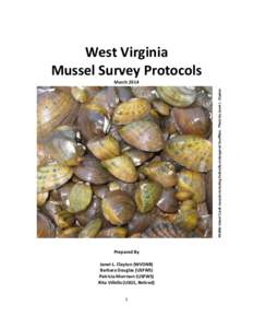 West Virginia Mussel Survey Protocols Middle Island Creek mussels including federally endangered Snuffbox. Photo by Janet L. Clayton March 2014