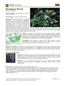 Botany / Sustainable agriculture / Privet / Ligustrum vulgare / Ziziphus mauritiana / Schinus terebinthifolius / Invasive plant species / Ligustrum / Agriculture
