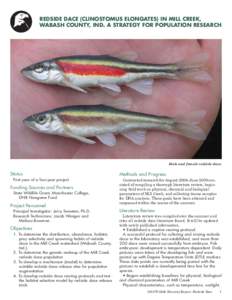 Blacknose dace / Clinostomus / Microsatellite / Redside Dace / Leuciscinae / Rhinichthys / Cyprinidae