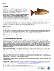 RUDD Overview The rudd (Scardinius erythrophthalmus), is a cyprinid fish (in the minnow family) native to Europe. Given its popularity in Europe as a food and game fish species, it is believed that the rudd was originall
