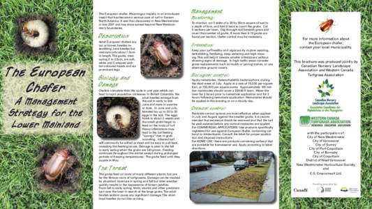 The European chafer, Rhizotrogus majalis, is an introduced insect that has become a serious pest of turf in Eastern North America. It was ﬁrst discovered in New Westminster in late 2001 and has since spread beyond New 