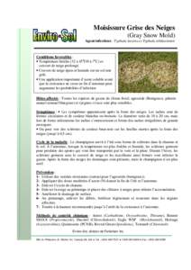 Moisissure Grise des Neiges (Gray Snow Mold) Agent infectieux : Typhula incarta et Typhula ishikariensis