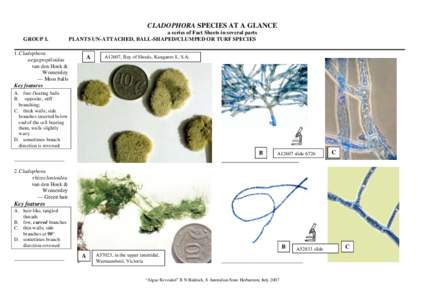 Algae / Cladophora / Cladophoraceae / Marimo