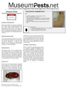 Drugstore Beetle Stegobium paniceum (Linnaeus)