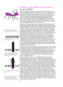 Mrówki, czyli piękno metaheurystyk Karolina SOŁTYS * Jakie jest idealne rozwiązanie problemu algorytmicznego? Wydajne, proste,