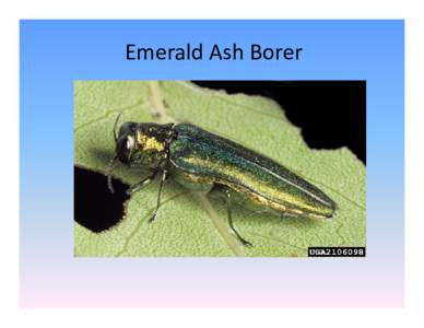 Microsoft PowerPoint - Emerald Ash Borer [Compatibility Mode]