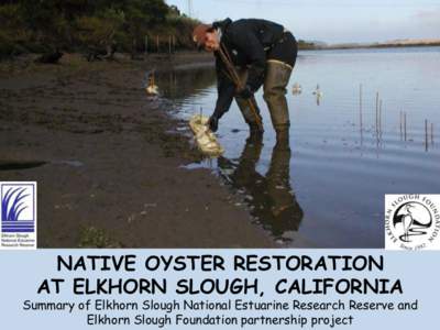 NATIVE OYSTER RESTORATION AT ELKHORN SLOUGH, CALIFORNIA Summary of Elkhorn Slough National Estuarine Research Reserve and Elkhorn Slough Foundation partnership project