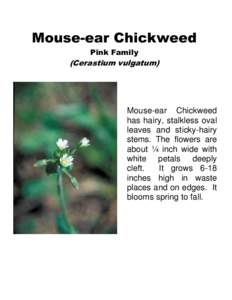 Mouse-ear Chickweed Pink Family (Cerastium vulgatum)  Mouse-ear Chickweed