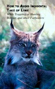 Western United States / Bobcat / Canada lynx / Animal trapping / Coyote / Eurasian Lynx / Felid hybrid / Fauna of the United States / Zoology / Lynx
