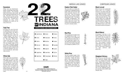 Medicinal plants / Bark / Oak / Carya ovata / Cornus / Sassafras / Quercus alba / Sumac / Asimina / Flora of the United States / Flora of North America / Ornamental trees