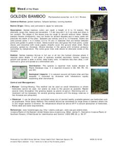 Bamboo / Environmental design / Flora of China / Phyllostachys aurea / Phyllostachys / Rhizome / Bamboo species / Bambusa vulgaris / Botany / Medicinal plants / Biology