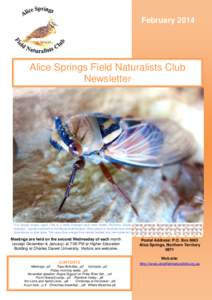 February[removed]Alice Springs Field Naturalists Club Newsletter  It is Cicada season again. This is a newly emerged adult male Golden Drummer Cicada, Thopha colorata. This big bug is endemic to Central