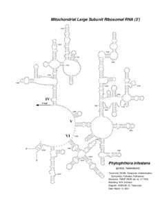 Mitochondrial Large Subunit Ribosomal RNA (3’) U G C U U G