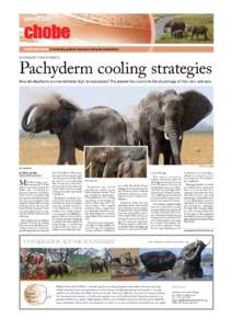 ELEPHANT FOOTPRINTS  Pachyderm cooling strategies How do elephants survive extreme high temperatures? The answer lies mainly in the physiology of their skin and ears.  PHOTOS: KELLY LANDEN