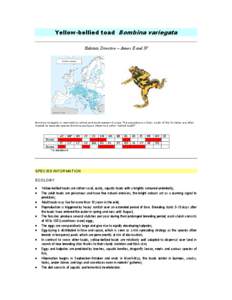 Microsoft Word - Bombina variagata factsheet - SWIFI.doc