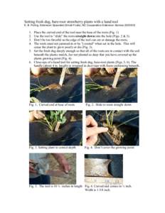 Setting fresh dug, bare-root strawberry plants with a hand tool E. B. Poling, Extension Specialist (Small Fruits), NC Cooperative Extension Service[removed]3.